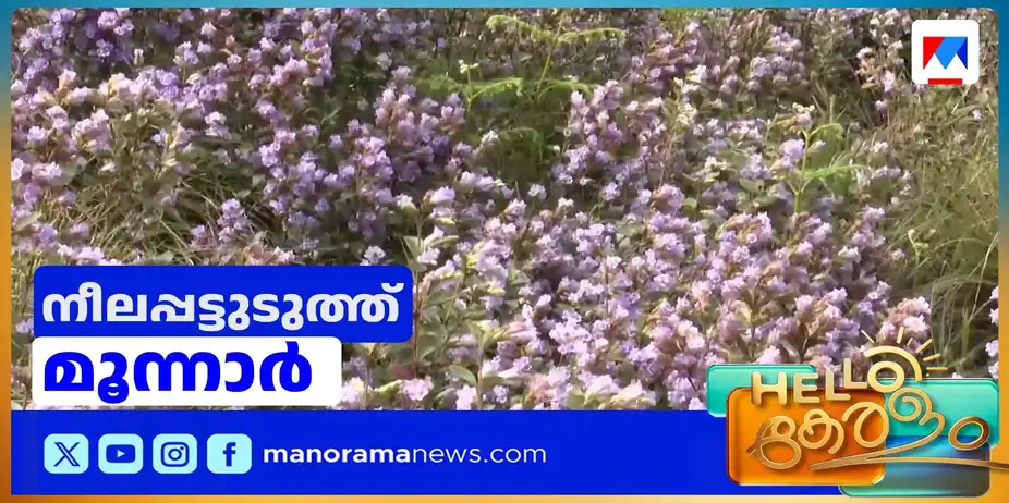 പന്ത്രണ്ടാണ്ടിന്റെ കാത്തിരിപ്പ് പൂത്തുലഞ്ഞു | Munnar