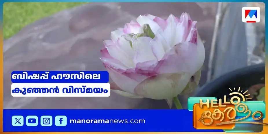 ചെളിയിലല്ലാതെയും താമര വിരിയും!; ശുദ്ധജലത്തിലെ മലേഷ്യന് സൗന്ദര്യം | Micro Lotus