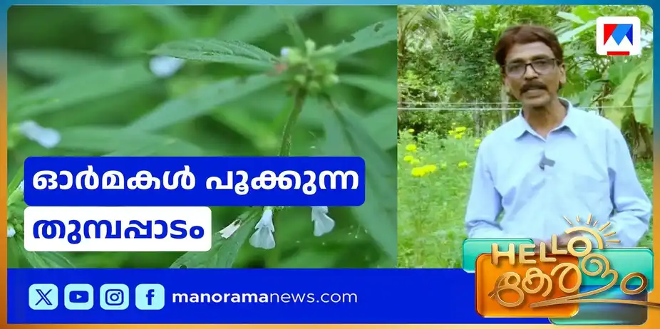 പൂക്കളങ്ങളിലേക്ക് തുമ്പയുടെ മടക്കം; ഏറാമലയിലെ തുമ്പവിസ്മയം | Onam