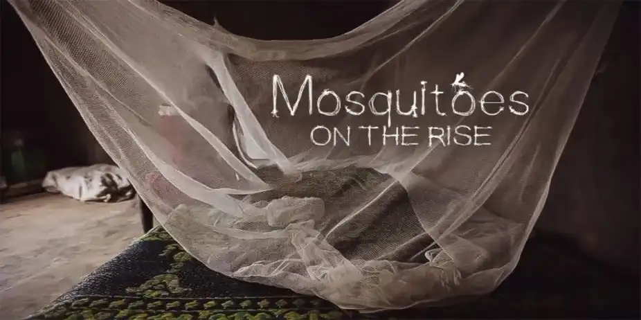 Mosquitoes on the rise