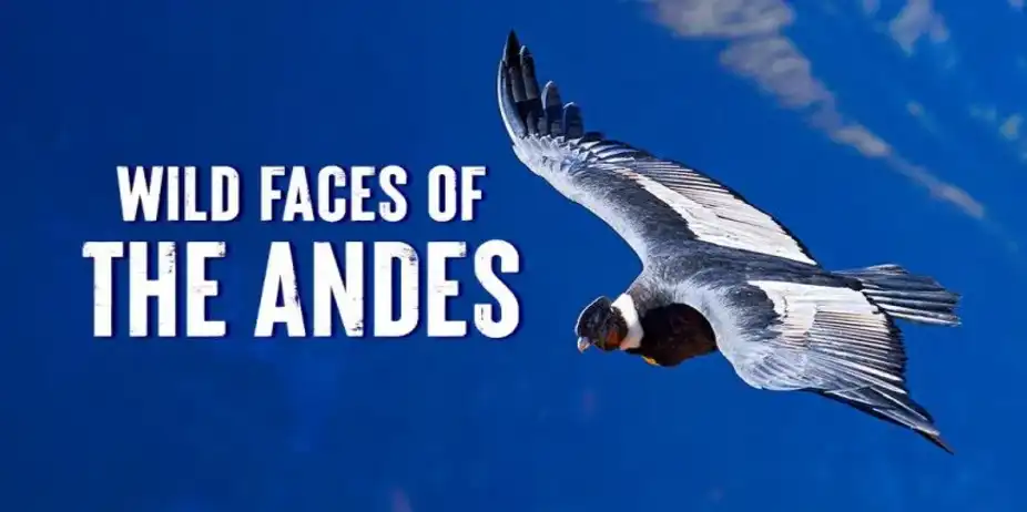 Wild Faces of the Andes