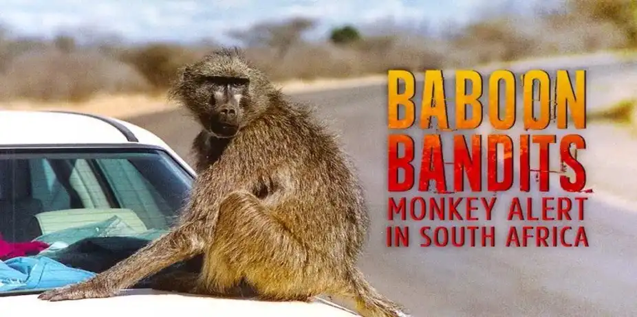 Baboon Bandits: Monkey Alert in South Africa
