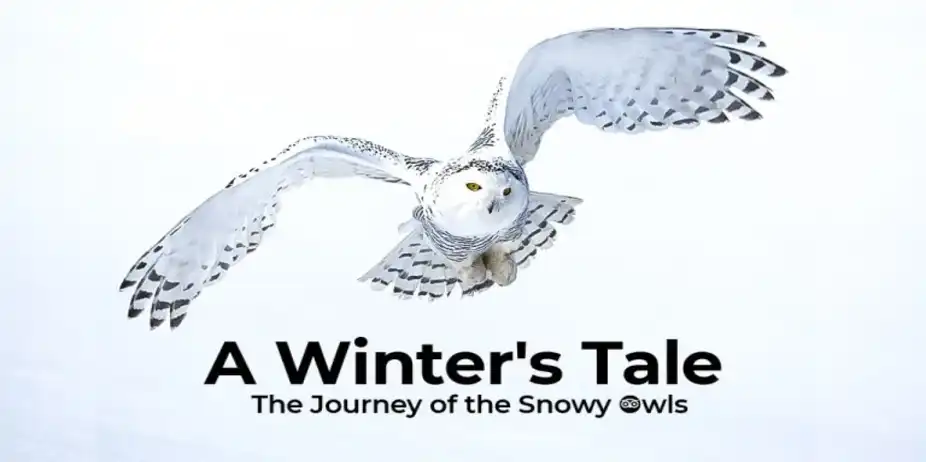 A Winter's Tale - The Journey of the Snowy Owls