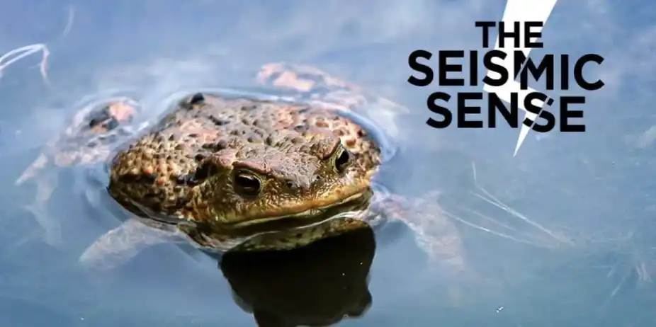 The Seismic Sense