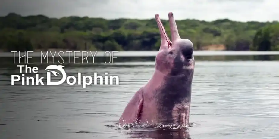 The Mystery Of The Pink Dolphin