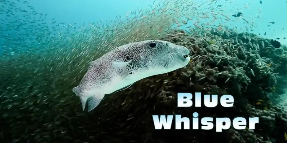 Blue Whisper