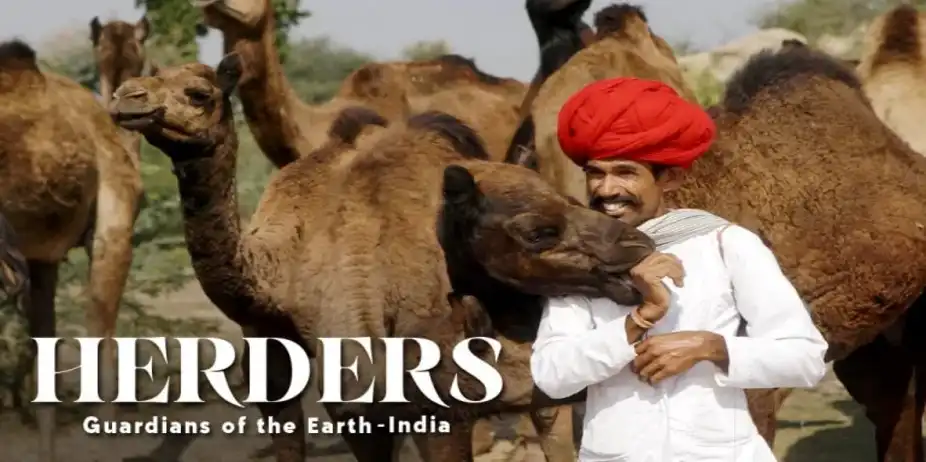 Herders: Guardians Of The Earth- The Camel Herders Of Rajasthan