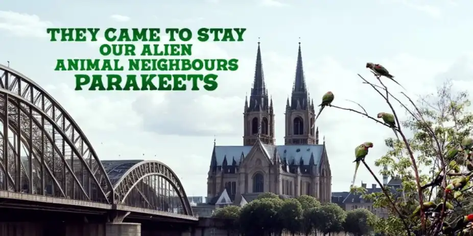 They Came to Stay Our Alien Animal Neighbours Parakeets