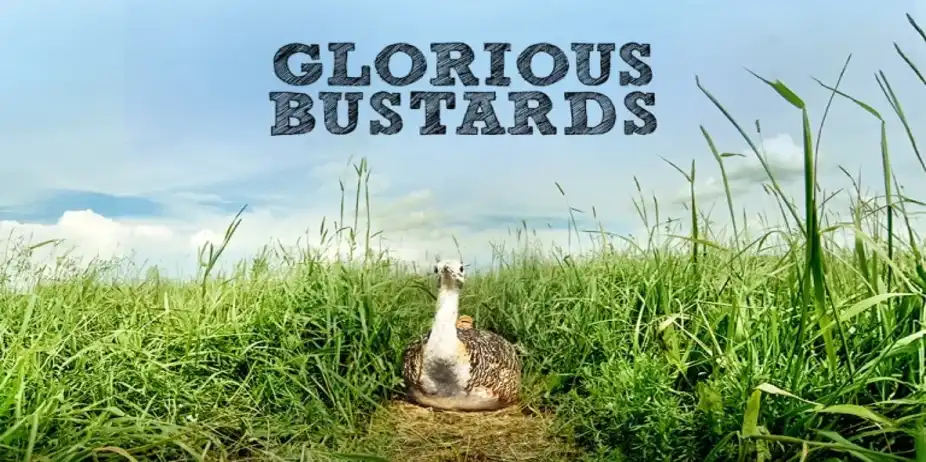 GLORIOUS BUSTARDS