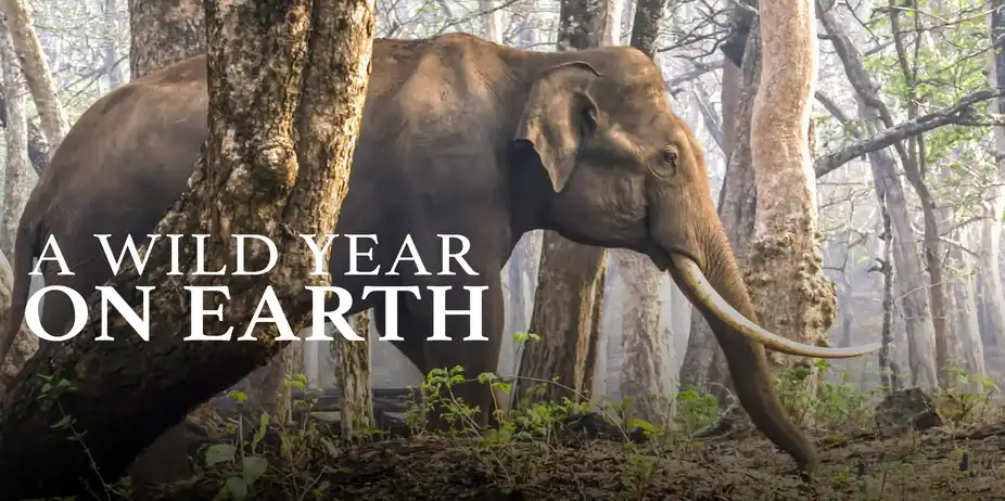 A Wild Year On Earth