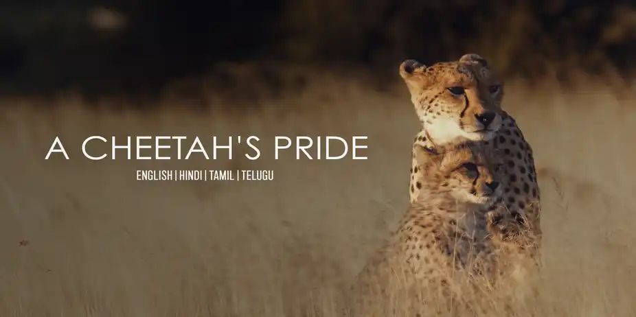 A Cheetah's Pride