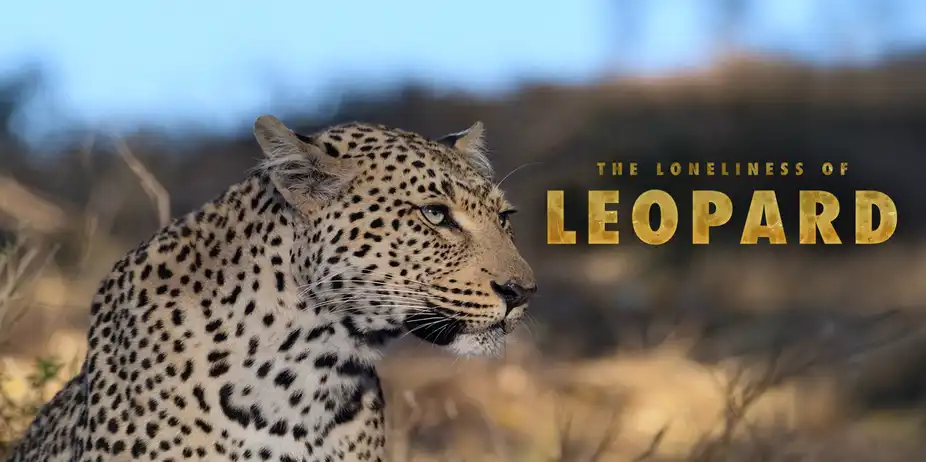 Animal Destinies Series