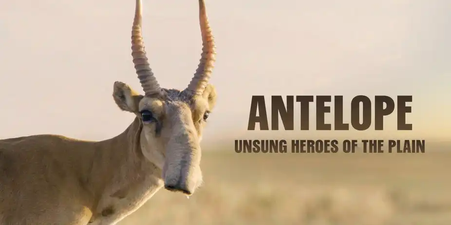 Antelope: Unsung Heroes Of The Plain