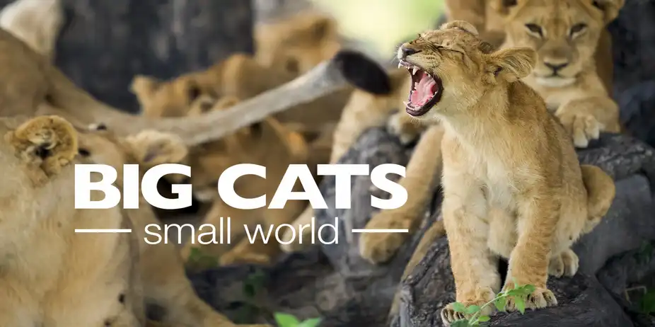 Big Cats, Small World
