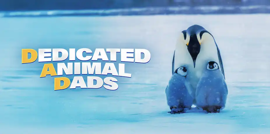 Dedicated Animal Dads