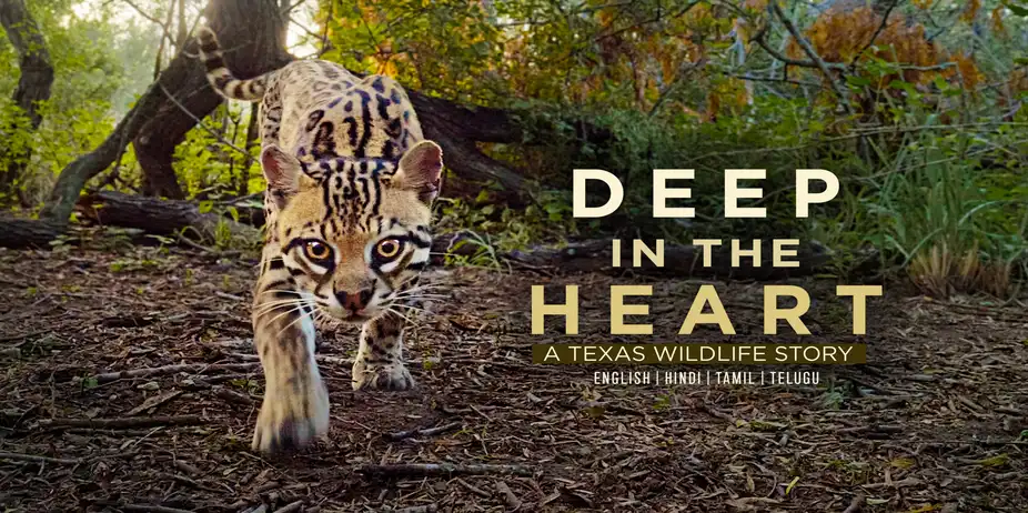 Deep in the Heart: A Texas Wildlife Story