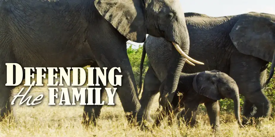 Defending the Family