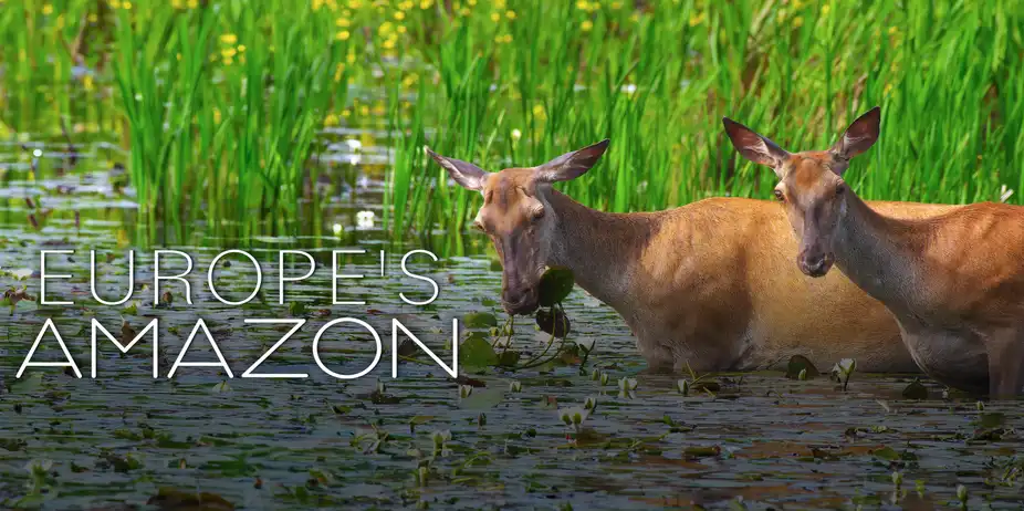 Europe's Amazon