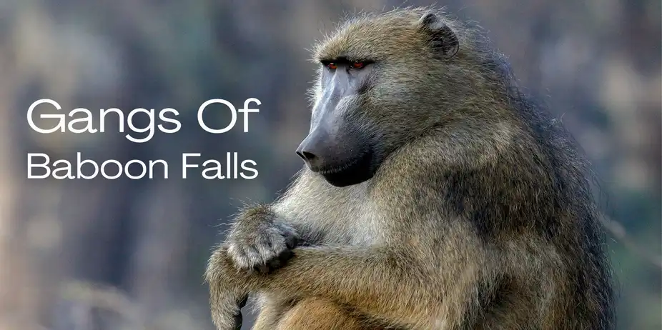 Gangs of Baboon Falls