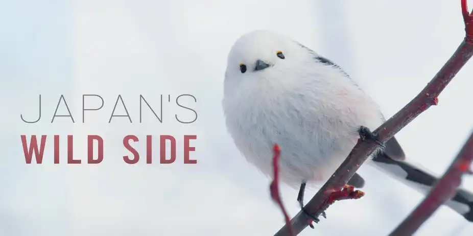 Japan's Wild Side