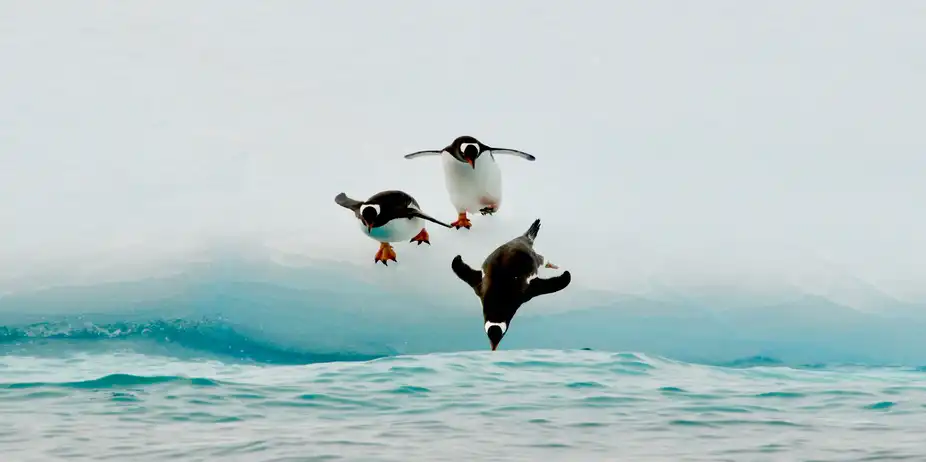 Just Penguins