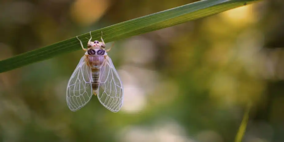 Just Insects