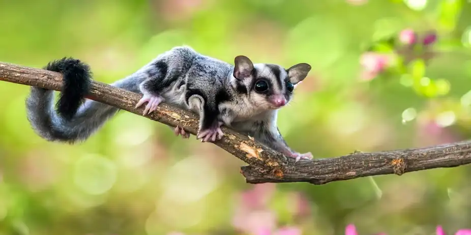 Just Marsupials