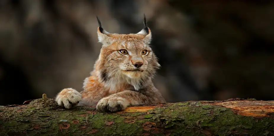 Just Wild Cats
