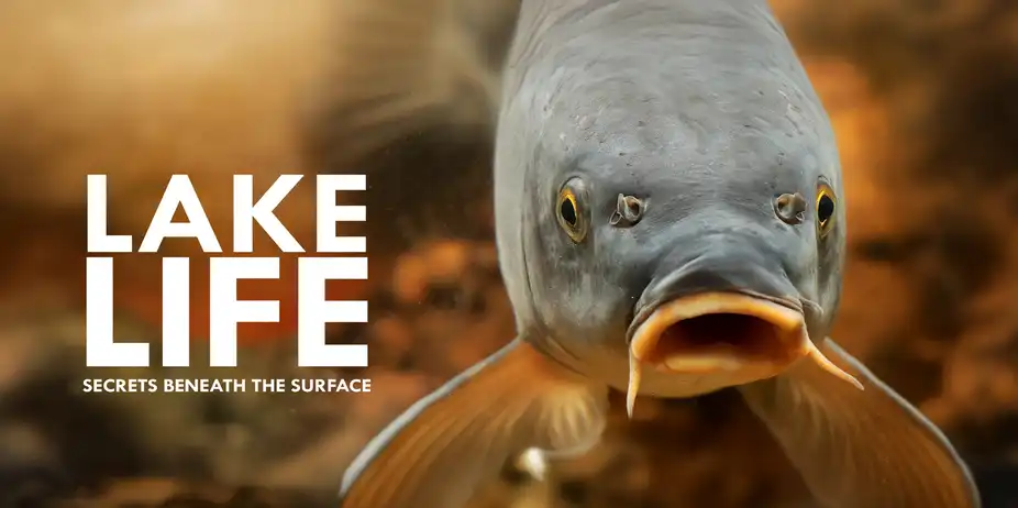 Lake Life - Secrets Beneath The Surface