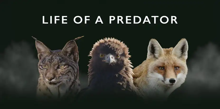 Life of A Predator
