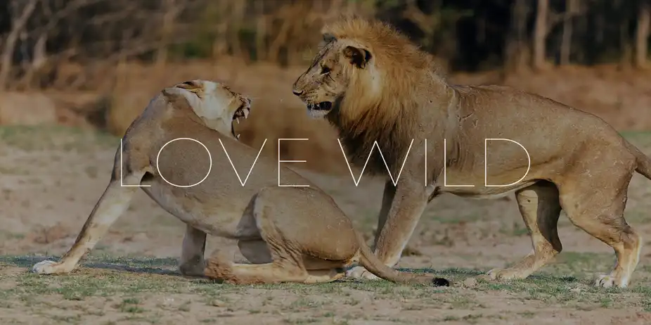 Love Wild