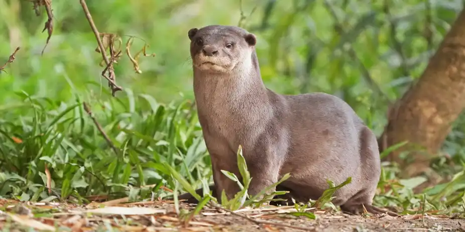 My Otter Diary