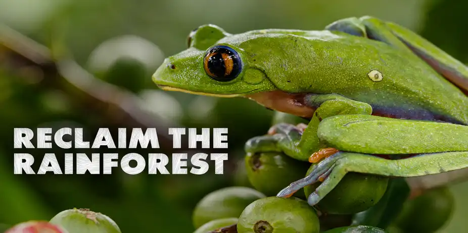 Reclaim The Rainforest