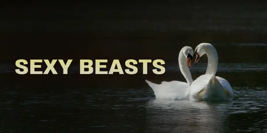 Sexy Beasts