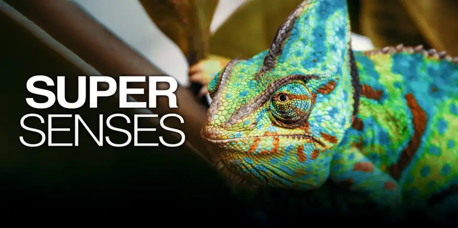 Super Senses