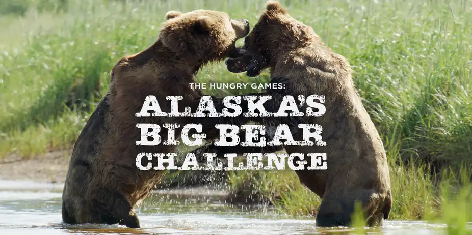 The Hungry Games : Alaska's Big Bear Challenge