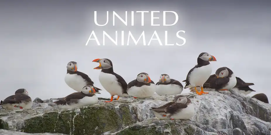 United Animals