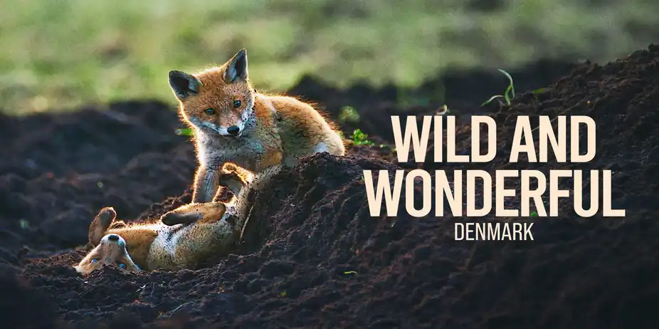 Wild and Wonderful Denmark