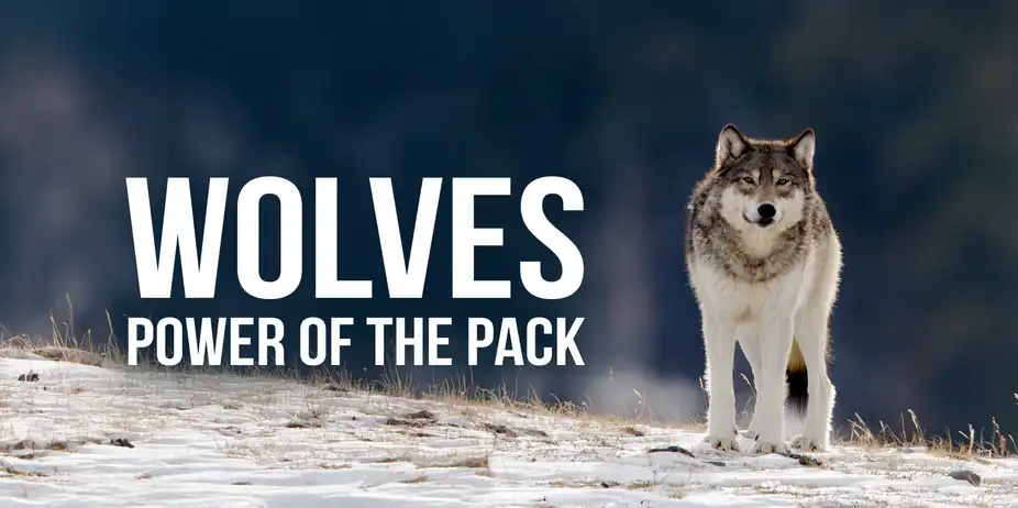Wolves: Power Of The Pack