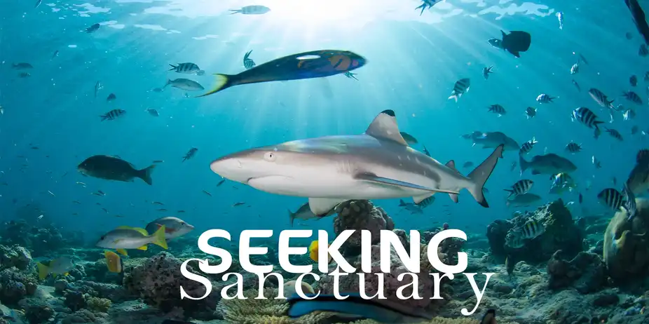 SEEKING SANCTUARY