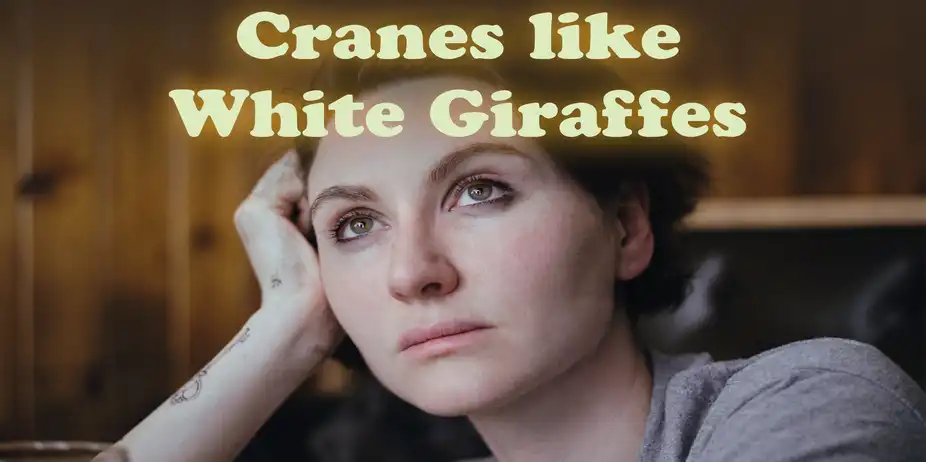 CRANES LIKE WHITE GIRAFFES
