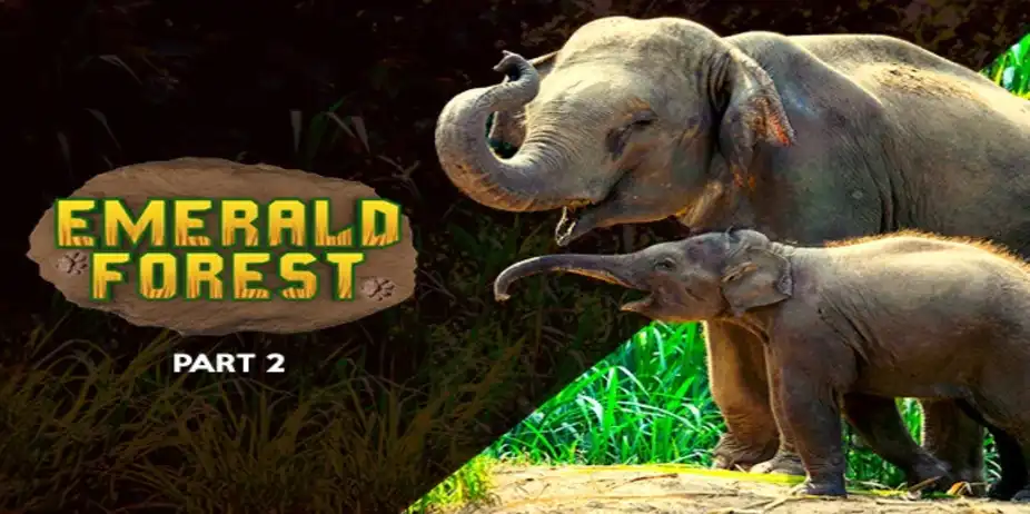 Emerald Forest (Part 2)