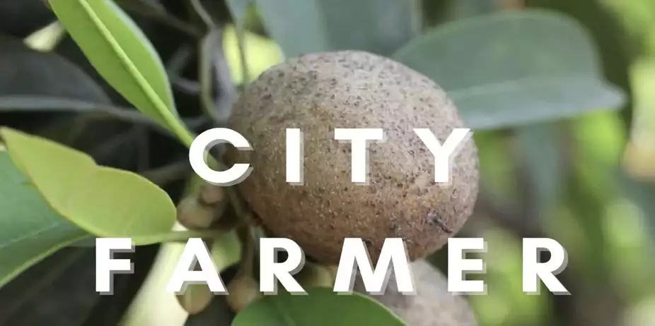 City Farmer