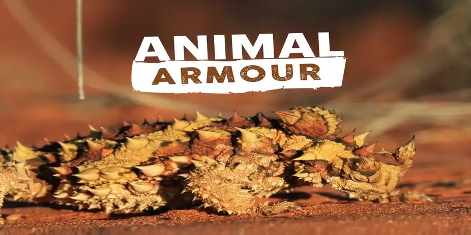 Animal Armour