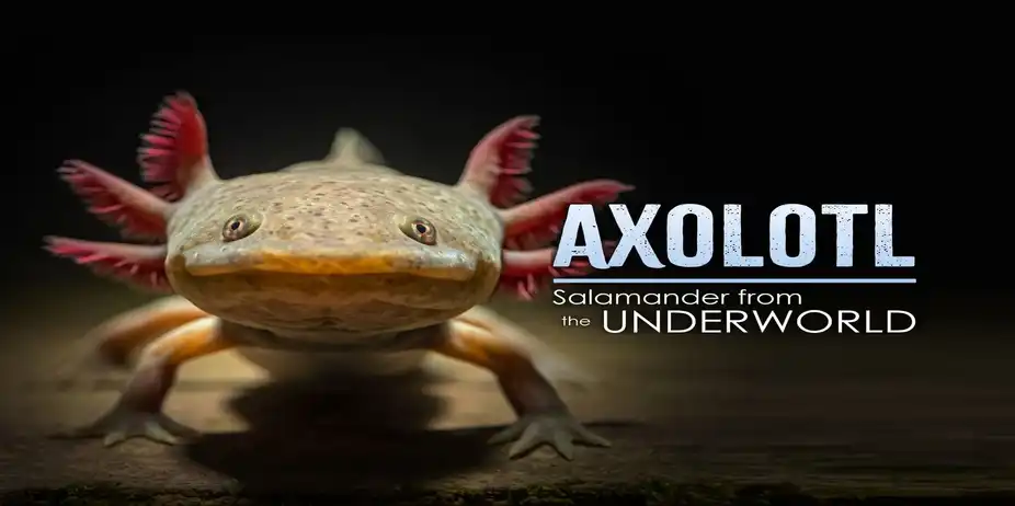 Axolotl: Salamander from the Underworld