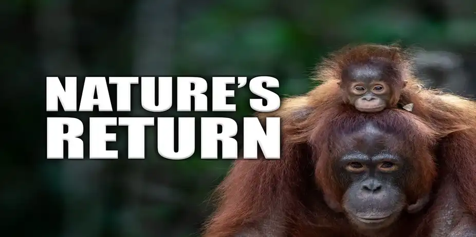Nature's Return