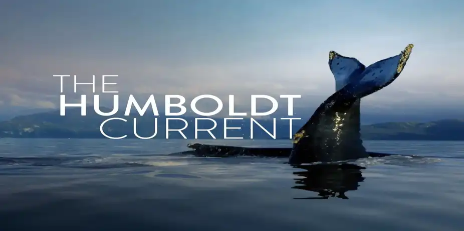 The Humboldt Current