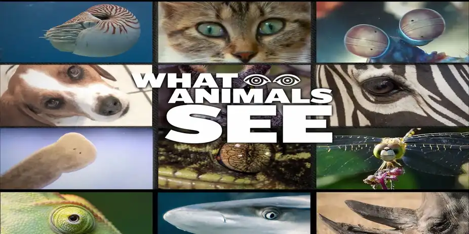 What Animals See