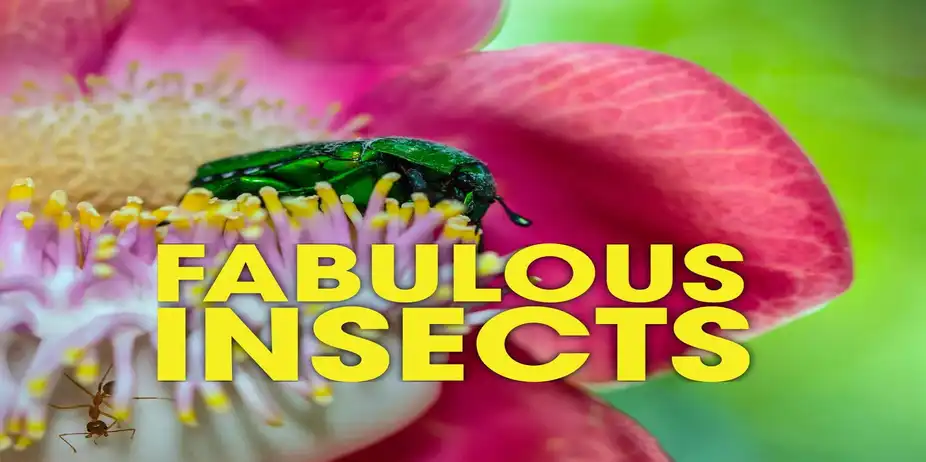Fabulous Insects