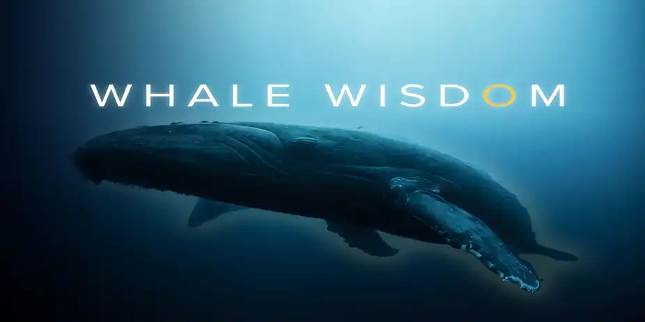 Whale Wisdom